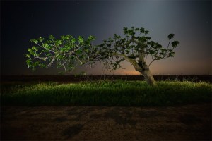 Moonlight Shadow του Pete Prat