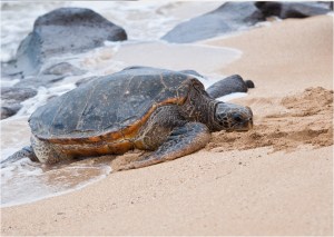 Honu - Γιγάντιες πράσινες χελώνες